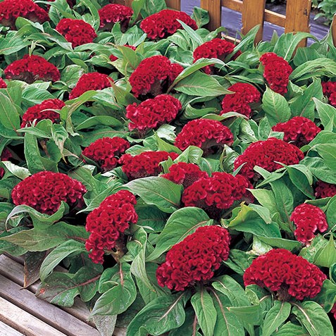 Целозия гребенчатая (Celosia cristata) Armor Red, 250 семян