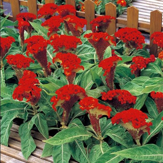 Целозия гребенчатая (Celosia cristata) Armor Orange, 250 семян