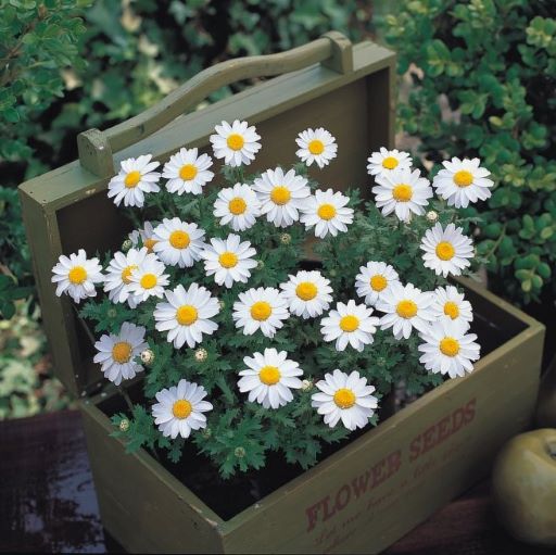 Хризантема болотная (Chrysanthemum paludosum) Snowland, 250шт семян