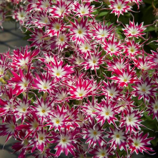 Флокс друммонда (Phlox drummondii) Popstars Rose with Eye, 50 семян