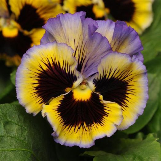 Виола виттрока (Viola x wittrockiana) Frizzle Sizzle Yellow Blue Swirl, 100 семян