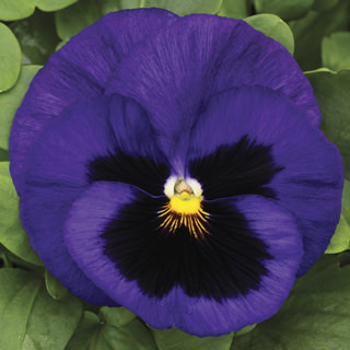 Виола виттрока (Viola wittrockiana) Mammoth Blue-ti-ful, 100 семян