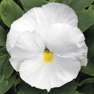 Виола виттрока (Viola wittrockiana) Mammoth White Hot, 100шт семян