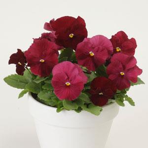 Виола виттрока (Viola wittrockiana) Matrix Rose, 100 семян