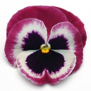 Виола виттрока (Viola wittrockiana) Matrix Rose Wing, 100 семян