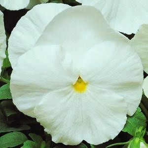 Виола виттрока (Viola wittrockiana) Matrix White, 100 семян