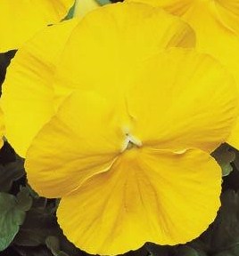 Виола виттрока (Viola wittrockiana) Matrix Yellow, 100 семян