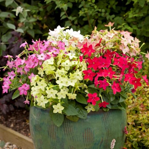 Табак крылатый (Nicotiana alata) Avalon Mixed, 100 драже