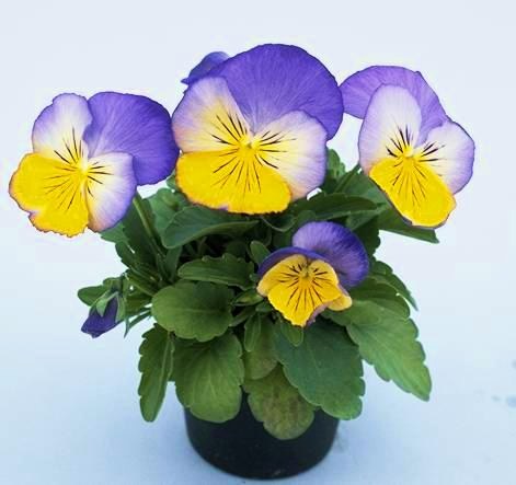 Виола виттрока (Viola wittrockiana) Ultima Morpho, 100шт семян