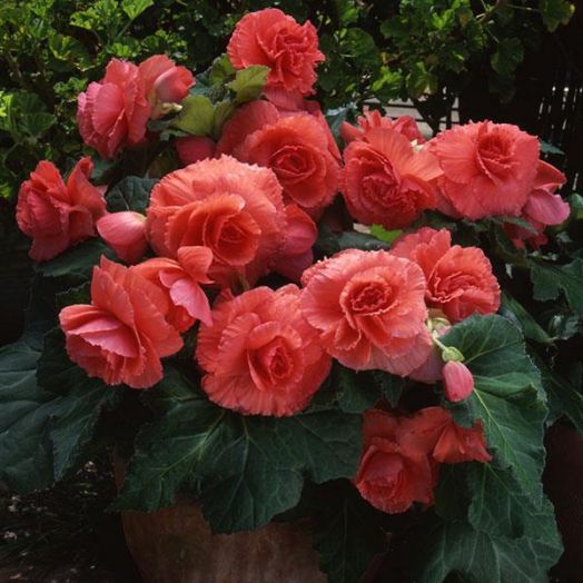 Бегония клубневая (Begonia tuberosa) Amerihybrid Ruffled Coral Salmon, 25 драже