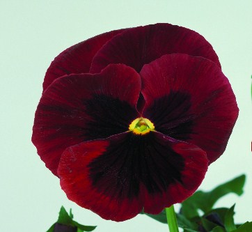 Виола виттрока (Viola wittrockiana) Power Red Blotch, 100 семян