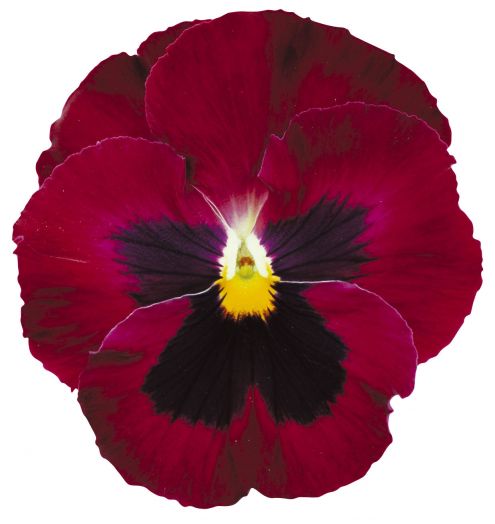 Виола виттрока (Viola wittrockiana) Power Rose Blotch, 100 семян