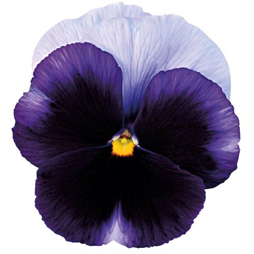 Виола виттрока (Viola wittrockiana) Premier Beacon Blue, 100 семян