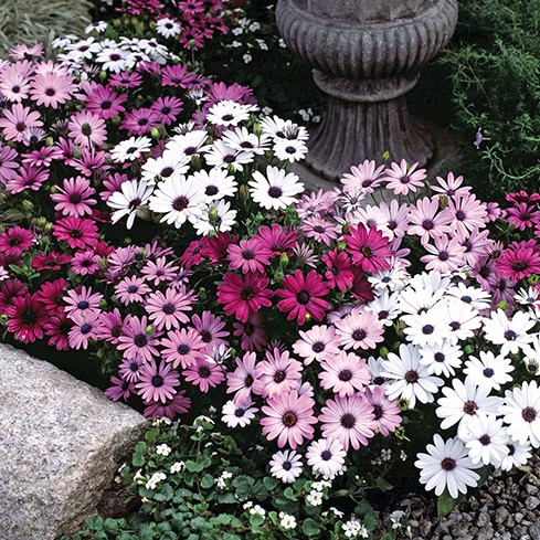 Остеоспермум Эклона (Osteospermum ecklonis) Passion Mix, 25 семян