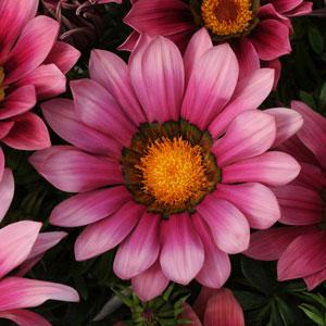 Гацания жестковатая (Gazania rigens) New Day Pink Shade, 100 семян