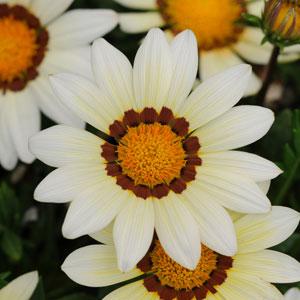 Гацания жестковатая (Gazania rigens) New Day White, 100 семян