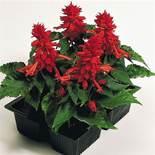 Сальвия блестящая (Salvia splendens) Cover Girl, 100 семян