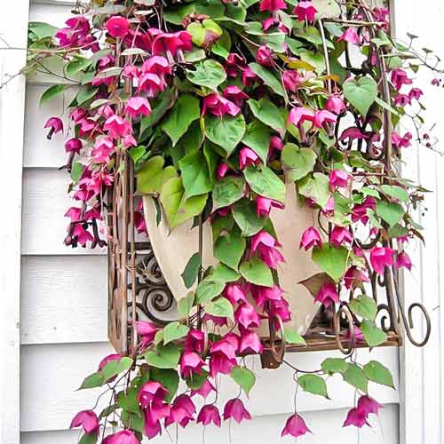 Родохитон тёмно-кровавый (Rhodochiton atrosanguineum) Rhodos, 10 семян