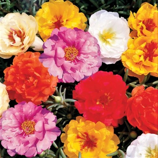 Портулак крупноцветковый (Portulaca grandiflora) Double Flowered Mixed, 0,5г семян