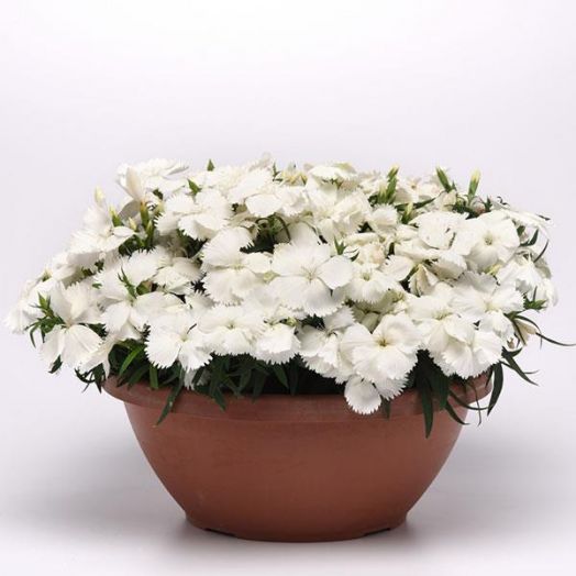 Гвоздика китайская (Dianthus chinensis F1) Corona White, 50 драже