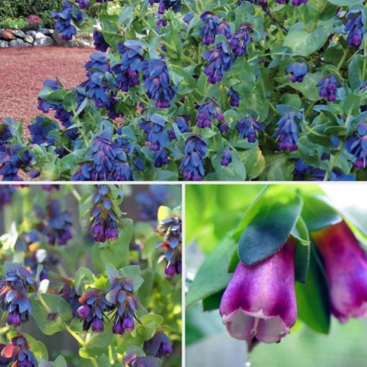 Восковник большой (Cerinthe major) Purple, 5г семян