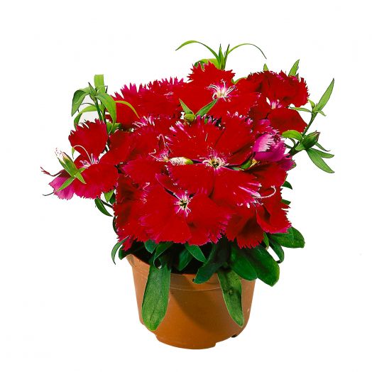 Гвоздика китайская (Dianthus chinensis F1) Diana scarlet, 50 драже