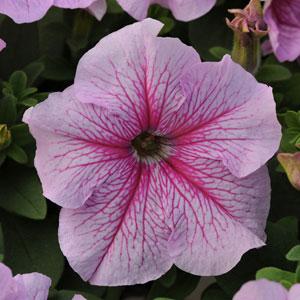 Петуния крупноцветковая (Petunia grandiflora F1) Daddy Peppermint, 250 драже