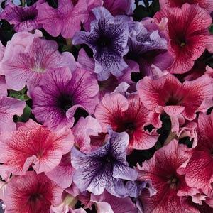 Петуния крупноцветковая (Petunia grandiflora F1) Daddy Mix, 250 драже