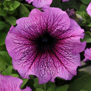 Петуния крупноцветковая (Petunia grandiflora F1) Daddy Sugar, 250 драже
