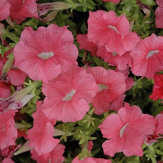 Петуния крупноцветковая (Petunia grandiflora F1) Dreams Salmon, 250 драже