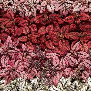 Гипоэстес листоколосный (Hypoestes phyllostachya) Splash Select Mix, 100 семян