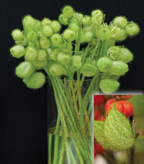 Гомфокарпус пузыреплодный (Gomphocarpus physocarpus) Hairy Balls, 100шт семян