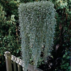 Дихондра ползучая (Dichondra repens) Silver Falls, 25 семян