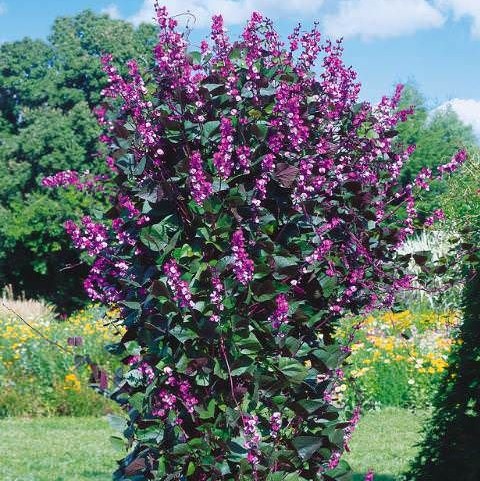 Долихос (Гиацинтовые бобы) Dolichos Lablab, 10 семян