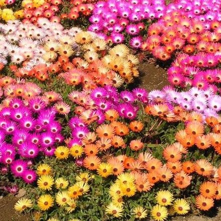 Доротеантус маргаритковидный	(Dorotheanthus bellidiformis) Mixed, 1г семян