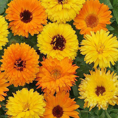 Календула лекарственная (Calendula officinalis) Pacific Beauty Mix, 5г семян