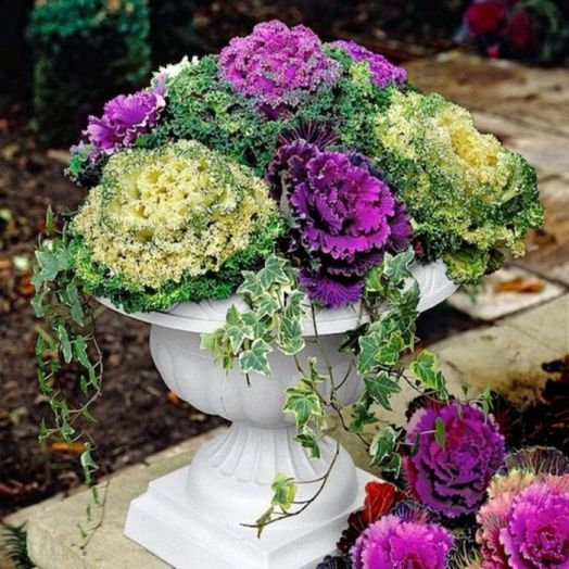 Капуста декоративная (Brassica oleraceae) Смесь, 1г семян