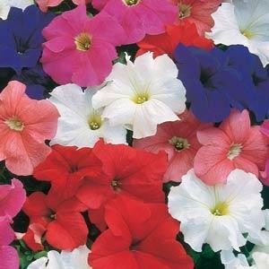 Петуния крупноцветковая (Petunia grandiflora F1) Dreams Mix, 250 драже