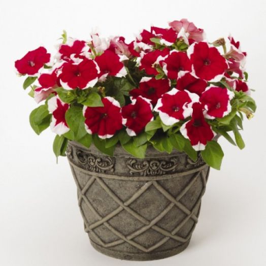 Петуния крупноцветковая (Petunia grandiflora F1) Dreams Red Picotee, 250 драже