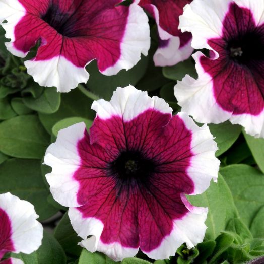 Петуния крупноцветковая (Petunia grandiflora F1) Dreams Burgundy Picotee, 250 драже