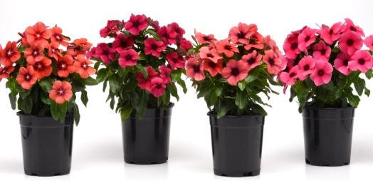 Катарантус розовый (Vinca rosea) Tattoo Mix, 50 семян