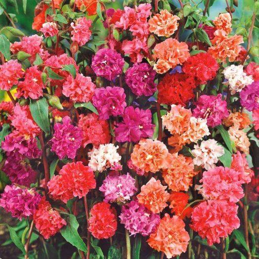 Кларкия изящная (Clarkia unguiculata) Mix, 0,5г семян