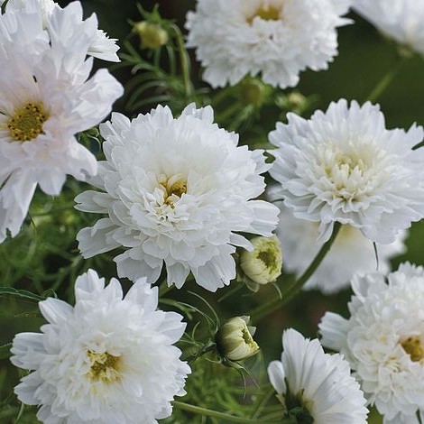 Космея махровая (Cosmos bipinnatus) Double Click Snow Puff, 0,5г семян