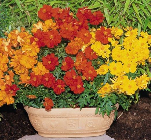 Космея серно-жёлтая (Cosmos sulphureus) Cosmic Mix, 250шт семян