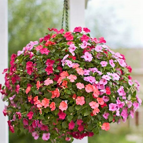 Катарантус розовый ампельный (Vinca rosea) Mediterranean Mix, 50 семян