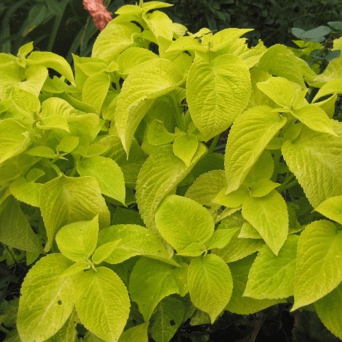 Колеус гибридный (Coleus hybrida) Wizard Golden, 100 семян