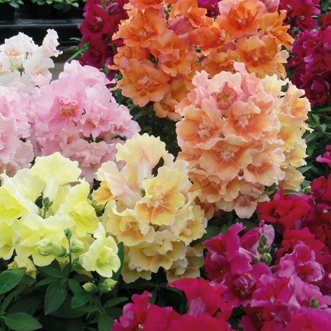 Львиный зев (Antirhinum majus) Twinny formula mixture, 100 семян