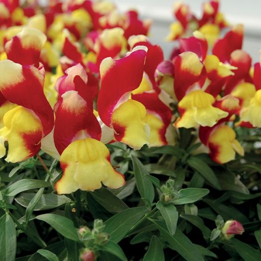 Львиный зев (Antirhinum majus F1) Snappy red and yellow, 100 семян