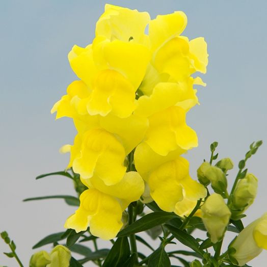 Львиный зев (Antirhinum majus F1) Snappy yellow, 100 семян