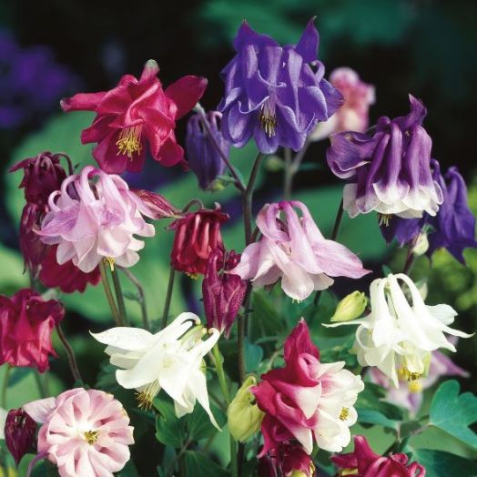Аквилегия обыкновенная (Aquilegia vulgaris) Double Mix, 0,5г семян